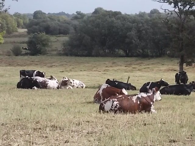 Les  6èmes découvrent la ferme